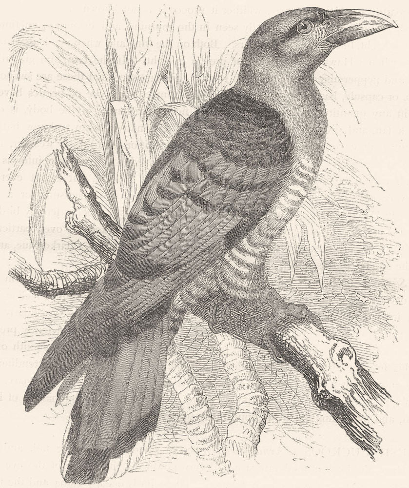 BIRDS. Searcher. Cuckoo. Giant, Channel-Bill c1870 old antique print picture